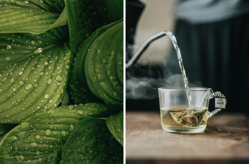 #BeautyHack: Washing the face with green tea water protects your skin cells from damage